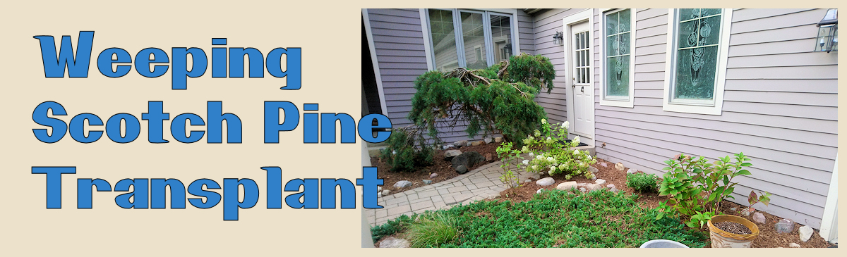 Icon for weeping scotch pine transplant project.